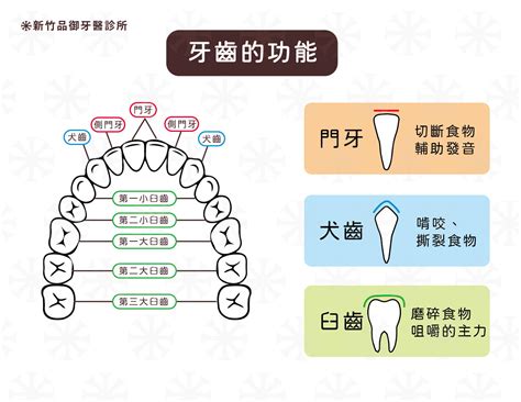 門牙下面的牙齒|牙齒